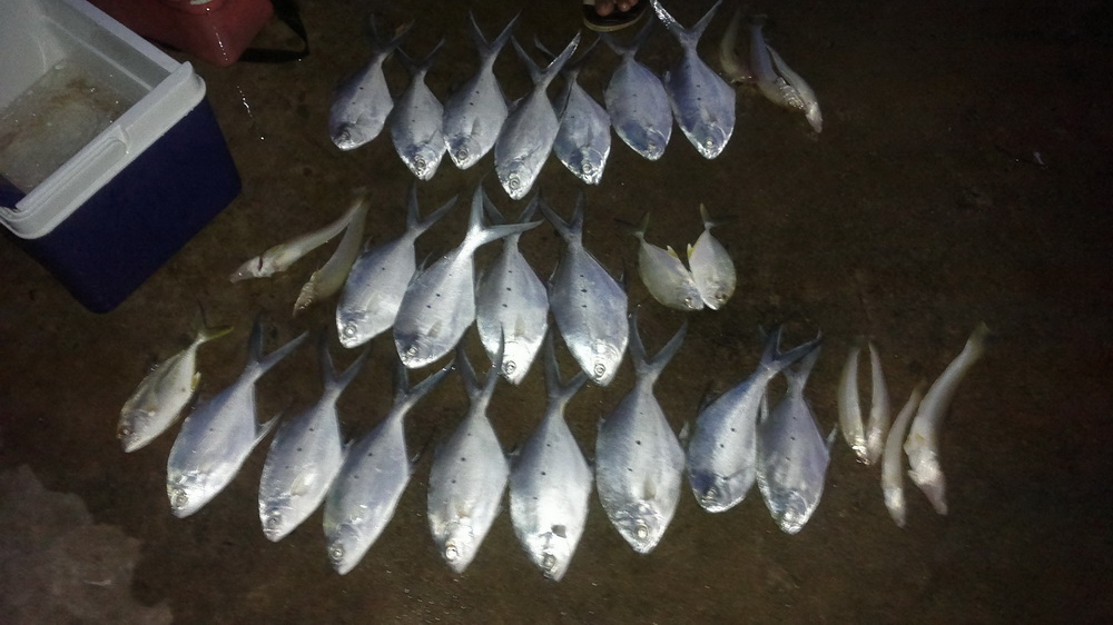 นี่สรุปยอด ปลา แบบชัดๆ แถวบนสุด ของบังซา ข้างลาย 7 ปลาทราย 3  รวม 10 หน่วย
แถวสอง พี่ชิต ข้างลาย 4 
