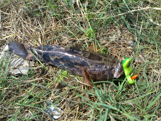 ลอง Ribbit บ้าง โดนอีกครับ

 :cheer: :cheer: :cheer: :cheer: :cheer: :cheer:

ขอบคุณนะครับพี่แบ่