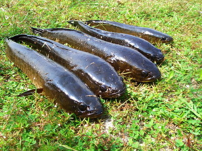 ตัวต่อมานะครับ ช่อน

ปลาช่อน(Striped snake-head fish)เป็นปลาที่มีความทรหดต่อความโหดร้ายของธรรมชาติ