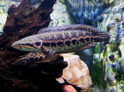 ตัวต่อมาครับ กระสง

ปลากระสง(Bloctched snake-head fish) เป็นปลาอีกหนึ่งสายพันธุ์ ที่อยู่ในสายพันธุ