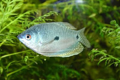 ตัวต่อมาครับ กระดี่หม้อ

ปลากระดี่หม้อ(Three-spot gourami)เป็นปลาตละกูลเดียวกันกับปลาหมอและปลาแรด 