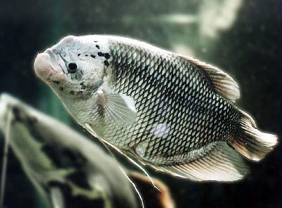 ตัวต่อมานะครับ แรด

ปลาแรด(Giant gourami)เป็นปลาตละกูลปลาหมอที่มีขนาดใหญ่ที่สุด อาหารตามธรรมชาติคื