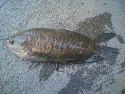 ตัวต่อมานะครับ สลิด

ปลาสลิด(Snake-skin gourami)เป็นปลาที่อยู่ในตละกูลเดียวกันกับปลาหมอและปลาแรด แ