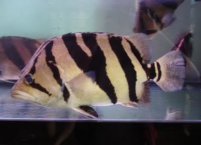 ตัวต่อมานะครับ เสือตอ

ปลาเสือตอ(Siamese tiger fish)เป็นปลาน้ำจืดที่เคยมีฉุกชุมในลุ่มเจ้าพระยา นับ