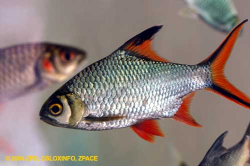 ตัวต่อมานะครับ กระแห

ปลากระแห(Schwanenfled`s tinfoil barb)เป็นปลาตละกูลปลาตะเพียนอีกพันธุ์หนึ่ง อ