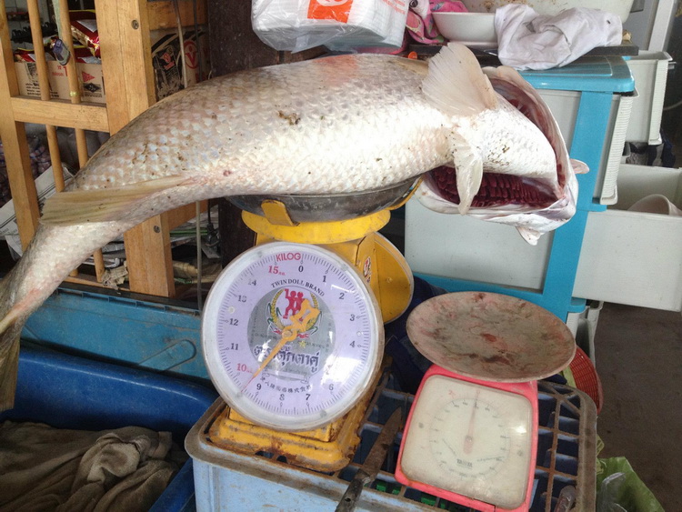  [b]นำไปชั่งที่ร้านขายปู 9.4KG ปลาตัวนี้ดูจากสายตาแล้ว น่าจะเกิน10โล แต่เนียงจากปลาผอมไปหน่อย[/b] :c