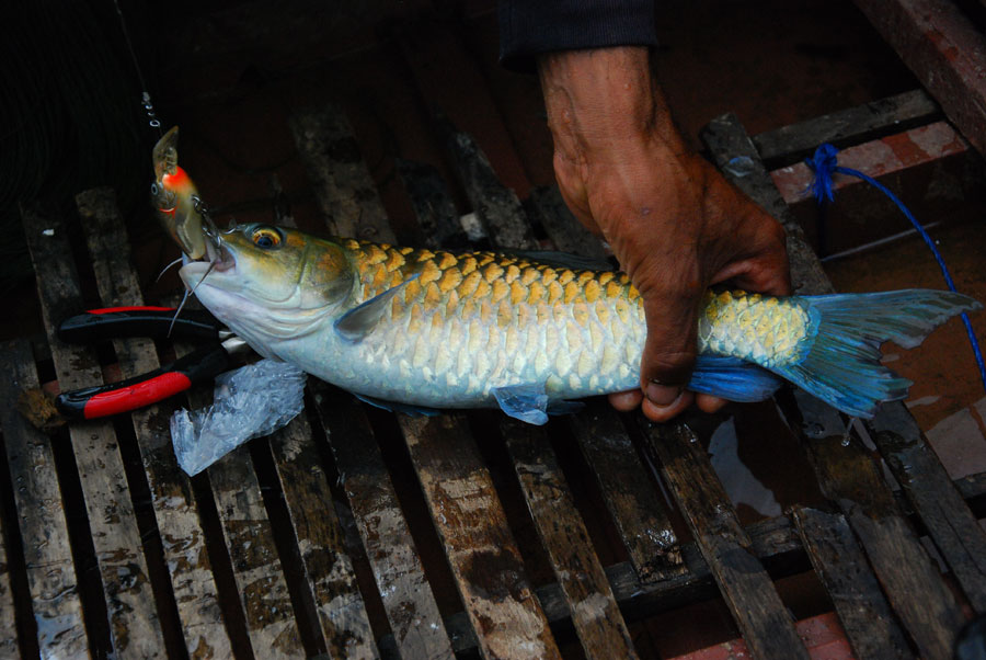 พอลงจากเรือ  ก็เดินตี  กอไม้แลกโดนเลยครับ

ปลาเวียนหลังเขียว 