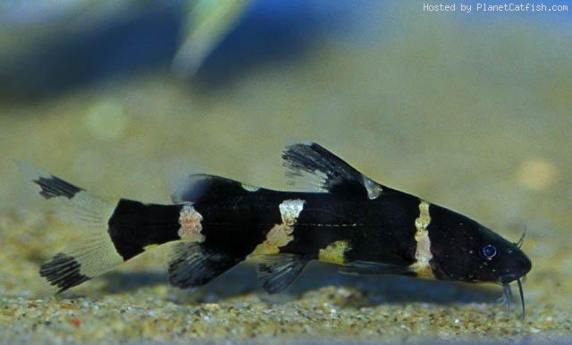 ตัวต่อมานะครับ แขยงหิน

ปลาแขยงหิน(Sianese rock catfish)เป็นปลาหนังขนาดเล็กที่นิยมเลี้ยงเป็นปลาสวย