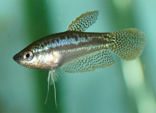 ตัวต่อมานะครับ กริม

ปลากริม(Striped croaking gourami)เป็นปลาตละกูลเดียวกันกับปลากระดี่และปลากัด อ