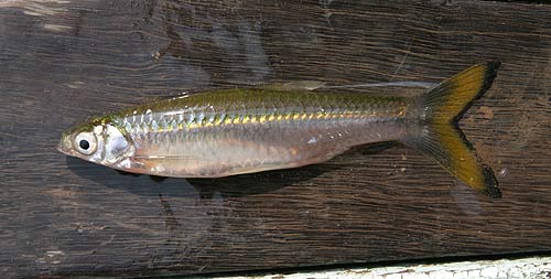 ตัวต่อมานะครับ ซิวควาย

ปลาซิวควาย(Silver rasbora)เป็นปลาซิวที่มีขนาดของลำตัวใหญ่ที่สุด อาหารตามธร