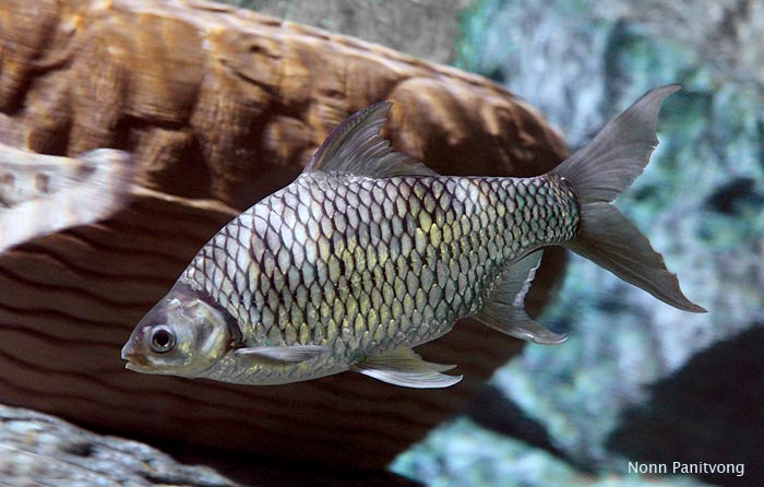 ตัวต่อมานะครับ ตะเพียนขาว

ปลาตะเพียนขาว(Common silver barb)เป็นปลาที่คนไทยโบราณหรือคนไทยแท้รู้จัก
