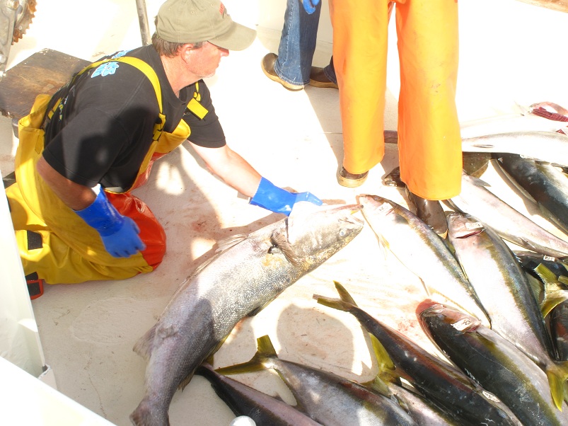 Yellow Tail ถ้าจะตกเอาจำนวนเยอะๆ  ไซด์ 20-30lbs  ต้องที่ Cedros Island   USA

เเเต่ถ้าจะหา ปลาไซด์