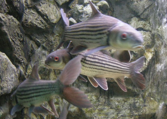 ตัวต่อมานะครับ ยี่สก

ปลายี่สก(Seven-Stripped carp)เป็นปลาน้ำจืดมัเกล็ดที่มีขนาดใหญ่รองจากปลากระโห