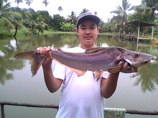 ตัวต่อมานะครับ สวาย

ปลาสวาย(Striped catfish)เป็นปลาตละกูลปลาบึกที่พบได้ทั่วไปตามแม่น้ำลำคลองและวั