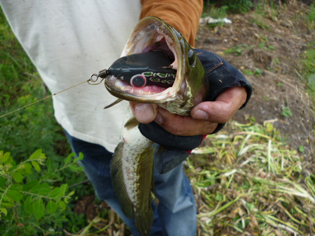 [q][i]อ้างถึง: fishinglike posted: 01-07-2555, 06:51:30[/i]

+1 ตามชมครับ[/q]
สวัสดีครับ น้าfishi
