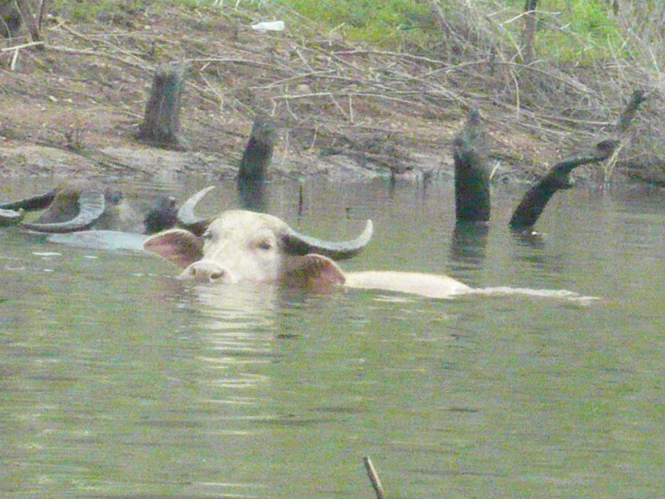 นั่งเรือ ชมวิว ดูควาย ตกปลา แม่กวง