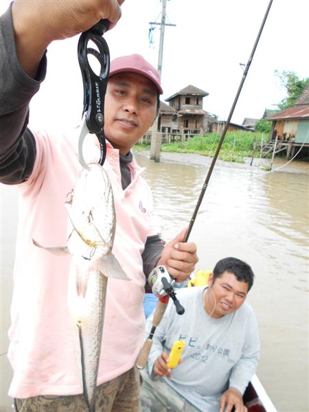 ขอโชว์เหยื่อหน่อย Rapala Shad Rap  :cool: