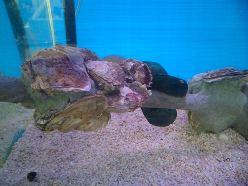 หอยนางลม กับ หอยแมงภู่