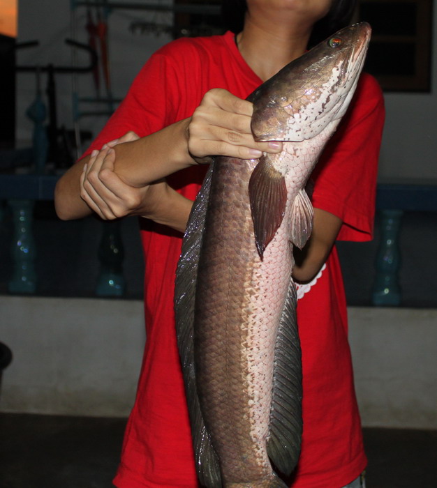 สวัสดีครับน้า kongfishing  :grin:
สวัสดีครับน้า nava_phon   :grin:
สวัสดีครับน้า pk_nueng  :grin: