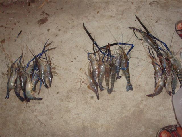 ได้กุ้งมา 23 ตัว แบ่งกอง เรียบร้อย :grin: