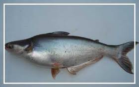 ปลาสวาย ปลาน้ำจืดชนิดหนึ่ง มีชื่อวิทยาศาสตร์ว่า Pangasius hypophthalmus อยู่ในวงศ์ปลาสวาย (Pangasiid