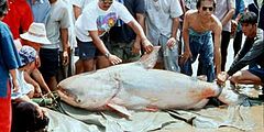 ปลาบึก (อังกฤษ: Mekong Giant Catfish, ชื่อวิทยาศาสตร์: Pangasianodon gigas) เป็นปลาน้ำจืดขนาดใหญ่ชนิ