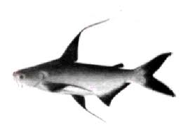 ปลาเทพา (อังกฤษ: Chao Phraya giant catfish) ปลาน้ำจืดชนิดหนึ่ง มีชื่อวิทยาศาสตร์ว่า Pangasius sanitw