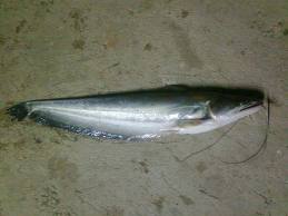 ปลาเค้าขาว (อังกฤษ: Great white sheatfish) เป็นชื่อปลาน้ำจืดชนิดหนึ่ง มีชื่อวิทยาศาสตร์ว่า Wallago a