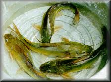 ปลากดเหลือง ปลาน้ำจืดในอันดับปลาหนัง (Siluriformes) มีชื่อวิทยาศาสตร์ว่า Hemibagrus filamentus อยู่ใ