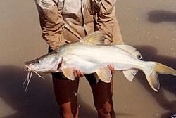 ปลากดหัวเสียม เป็นปลาหนังมีชื่อวิทยาศาสตร์ว่า Sperata acicularis ในวงศ์ปลากด (Bagridae) มีลักษณะสำคั