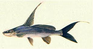 แขยงธง 

ชื่อวิทยาศาสตร์  Mystus bocourti (Bleeker, 1864) 
ชื่อสามัญ BOCOURTS RIVER CATFISH

ถ