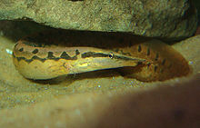 ปลากระทิง (อังกฤษ: Tire track eel) ปลาน้ำจืดชนิดหนึ่ง มีชื่อวิทยาศาสตร์ว่า Mastacembelus armatus อยู