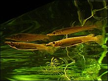 ปลาเข็ม (อังกฤษ: Wrestling Halfbeak, Malayan halfbeak, Pygmy halfbeak) เป็นปลาน้ำจืดชนิดหนึ่ง มีชื่อ