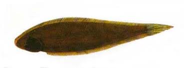 วงศ์ปลาลิ้นหมา (วงศ์: Soleidae, อังกฤษ: True sole) เป็นปลากระดูกแข็งในกลุ่มปลาที่มีก้านครีบ ในอันดับ
