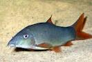 ปลาหมูหางแดง

ชื่อสามัญ  Redtail botia

ชื่อวิทยาศาสตร์ Yasuhikotakia  modesta  (Bleeker, 1864)
