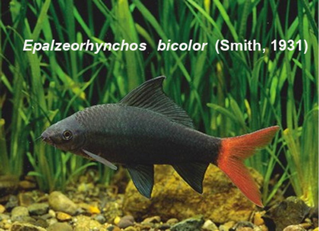 ปลาทรงเครื่อง

ชื่อสามัญ  Redtail sharkminnow 


ชื่อวิทยาศาสตร์ Epalzeorhynchos  bicolor  (Smi