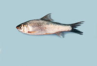ตก ปลาสร้อยไป  ขอเพิ่มนะคับ  :grin:
ปลาสร้อยขาว (อังกฤษ: Siamese mud carp) ปลาน้ำจืดขนาดเล็กชนิดหนึ