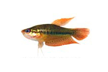 ปลากริม (อังกฤษ: Threestripe gourami) เป็นปลากริมชนิดหนึ่ง มีชื่อวิทยาศาสตร์ว่า Trichopsis schalleri