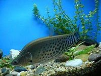 ปลาตองลาย (อังกฤษ: Royal knifefish) ปลาน้ำจืดชนิดหนึ่ง มีชื่อวิทยาศาสตร์ว่า Chitala blanci อยู่ในวงศ