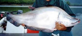 ปลาสะตือ (อังกฤษ: Giant featherback) ปลาน้ำจืดชนิดหนึ่ง มีชื่อวิทยาศาสตร์ว่า Chitala lopis อยู่ในวงศ