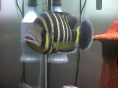 เพิ่มเติมคับ  :smile: :smile:

ปลาหมอบัตเตอร์ (อังกฤษ: Zebra tilapia, Zebra cichlid) ปลาน้ำจืดชนิด