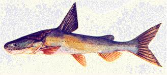 เพิ่มเติมคับ
ปลากดหลาว
(ชื่อสามัญ)
    TRUNCATED ESRTUARINE CATFISH (ชื่อสามัญภาษาอังกฤษ)
    Ar