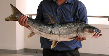 สะนากยักษ์ สะนากปากเบี้ยว
ชื่อวิทยาศาสตร์ : Aaptosyax grypus
วงศ์ : Cyprinidae
วงศ์ย่อย : Oxygast