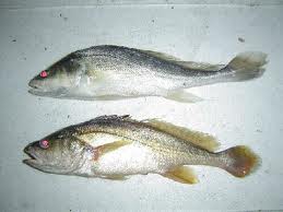 เกือบลืมปลาอร่อยอีกชนิดและ  :grin:

ปลาม้า (อังกฤษ: Boeseman croaker) ปลาน้ำจืดชนิดหนึ่ง มีชื่อวิท
