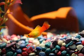 ปลาสอด (อังกฤษ: Molly, Moonfish; ชื่อวิทยาศาสตร์: Poecilia latipinna) เป็นปลาน้ำจืดและน้ำกร่อยชนิดหน
