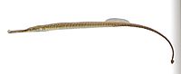 ปลาจิ้มฟันจระเข้ยักษ์ (อังกฤษ: Freshwater pipefish) เป็นปลาน้ำจืดชนิดหนึ่ง มีชื่อวิทยาศาสตร์ว่า Dory