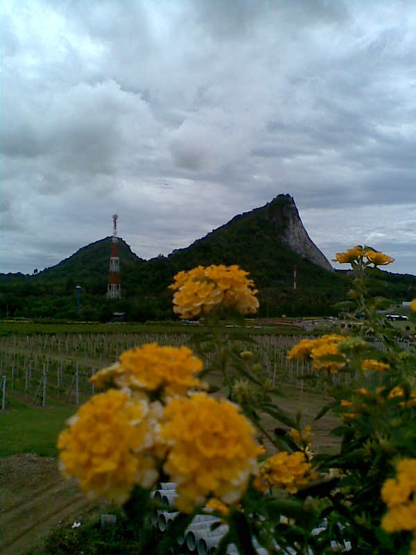  :rose: :rose: :rose: :rose: :rose: :rose:ขอบคุณน้าๆที่เข้ากระทู้ทุกท่านนะครับ :rose: :rose: :rose: 