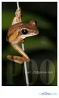 ชื่อ                             เขียดตะปาด

ชื่อสามัญ                      Common Bush Frog

ชื