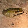 ชื่อท้องถิ่น: เขียดขาคำ 
ชื่อสามัญ: อึ่งขาคำ 
ชื่อวิทยาศาสตร์: Painted chorus frog 
ชื่อวงศ์: Mic