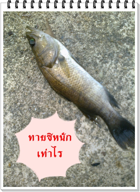  [b]ตัวนี้ของผม ใหญ่ซะจนต้อง ปล่อย [/b]